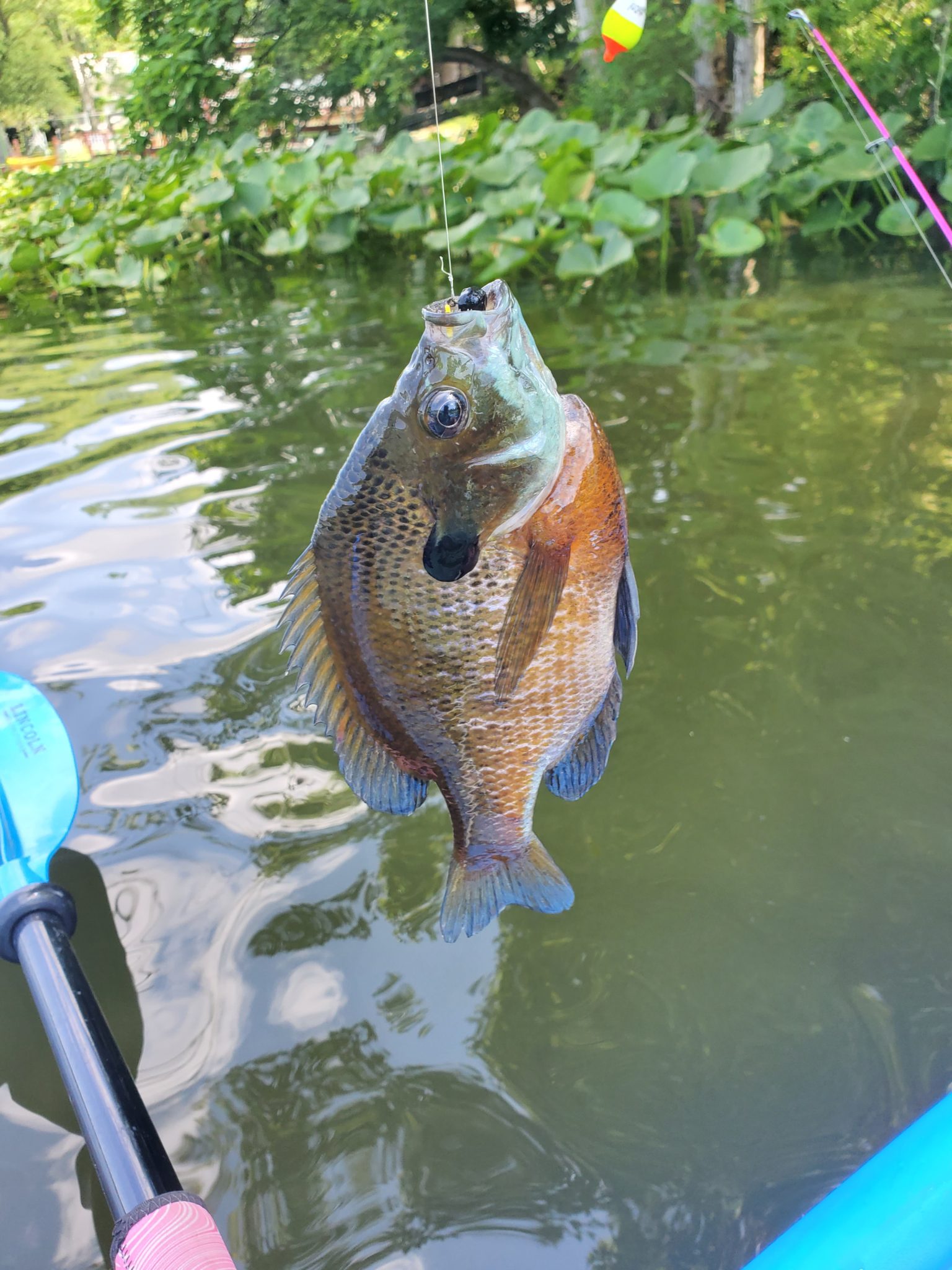 Catching Big Bluegills on Lake Du Quoin GassFishingStore