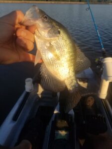 Crappie Fishing From A Kayak Rend Lake