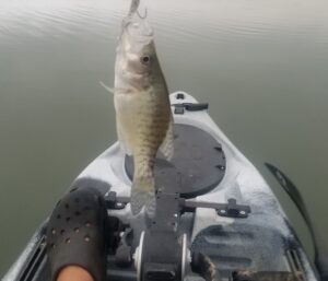 Ten Mile Creek Illinois Crappie Caught While Fishing