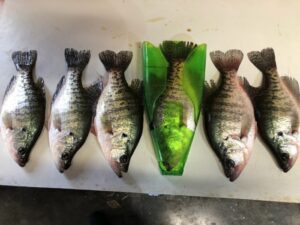 How To Catch Crappie For Beginners, Catch Crappie Like A Pro, Beginners Guide To Crappie Fishing